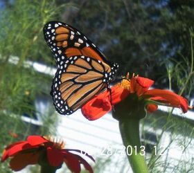 made my day butterflies and bee s still lingering about a monarch, gardening, pets animals, So beautiful