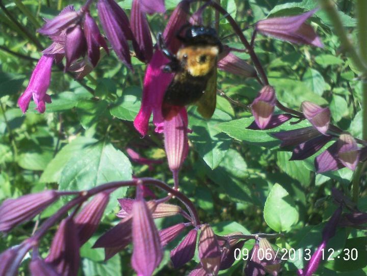 bee s butterflies n flowers, flowers, gardening, pets animals