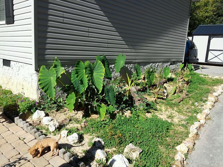 my 2013 flowers, flowers, gardening, hibiscus, now this is the end of the house next to the driveway again my elephant ears daturas a rose and orange varigated canas are here as well as driftwood In the corner is a patch of clover in which we found nearly 20 4 leaf clovers