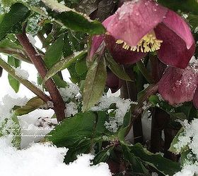 late spring snow, gardening, outdoor living, perennial, Pink Hellebores in the snow