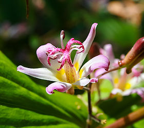 toad lily tricyrtis, flowers, gardening