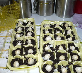 egg carton seeding method, gardening, I filled the compartments about half full put in the bulb and then filled