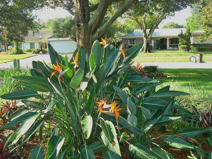 bird of paradise, flowers, gardening, It s beginning to put on a great display this year