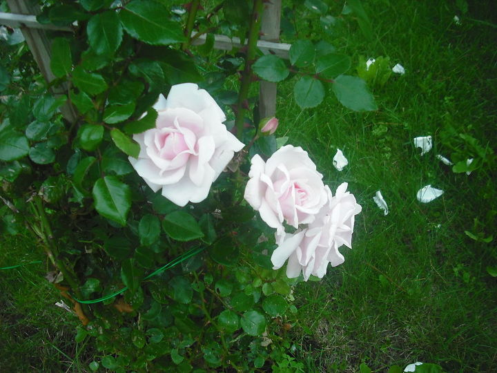 compartilhando minhas rosas e flores com o jardim 3