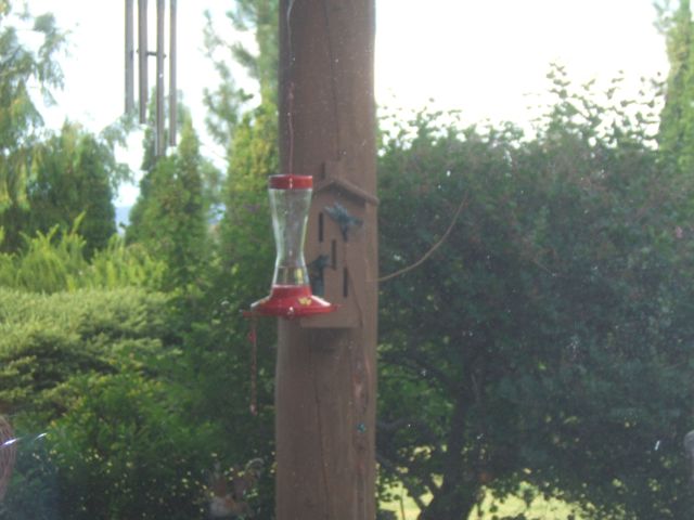 plantas para atraer a los colibries, Los colibr es adoran los comederos de jarabe pero la receta correcta es muy importante