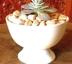diy succulents in dainty re used white cups, flowers, gardening, succulents