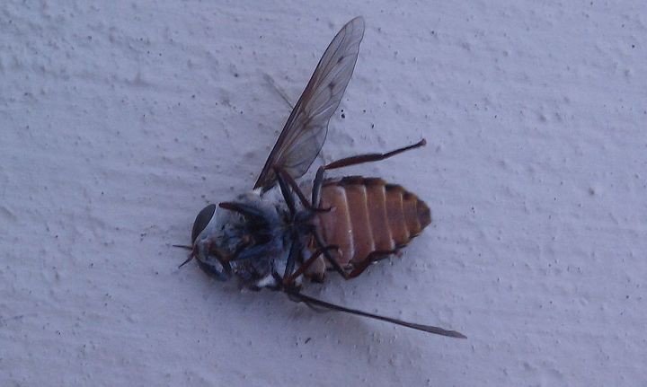 deer fly large one is 1 2 the size of my thumb, Deer Fly DEAD on its back