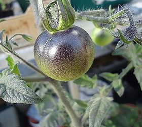 i am just one crazy tomato lady, gardening, Indigo Rose
