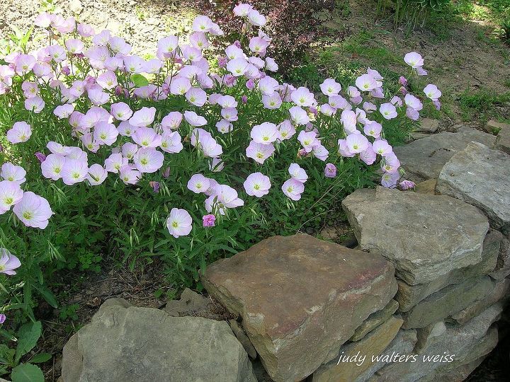 lindas ptalas do meu jardim, Pink Evening Primrose Estas flores t m uma bela forma de x cara