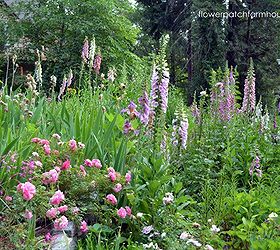 foxglove an easy cottage garden flower, flowers, gardening, So easy to grow you will be digging up the extras to give to your friends