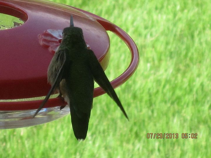 hummingbirds, outdoor living, pets animals, yay I got some pictures of it stretching it s wings
