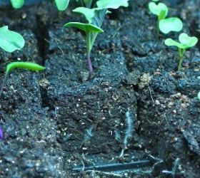 making soil blocks to start seed, gardening