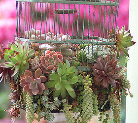 have an old birdcage like succulents, flowers, gardening, repurposing upcycling, succulents, From