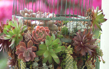 Have an Old Birdcage? Like Succulents?