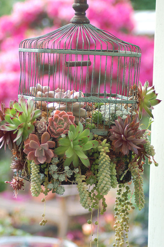 have an old birdcage like succulents, flowers, gardening, repurposing upcycling, succulents, From
