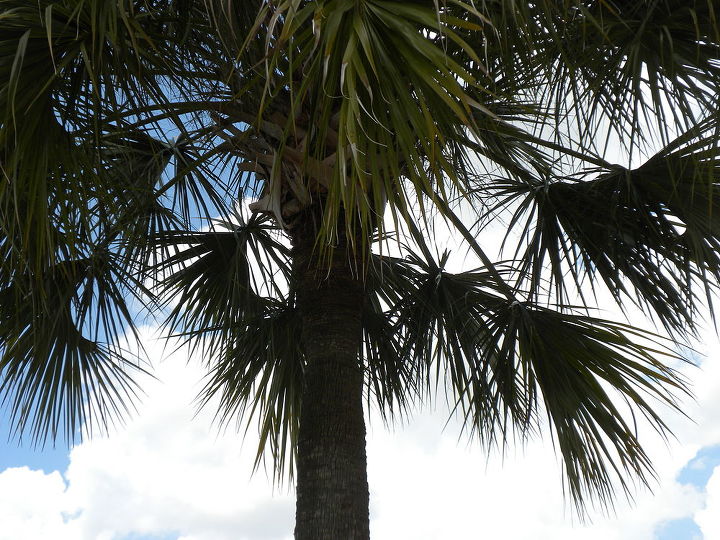 palm tree is shedding the bark what to do