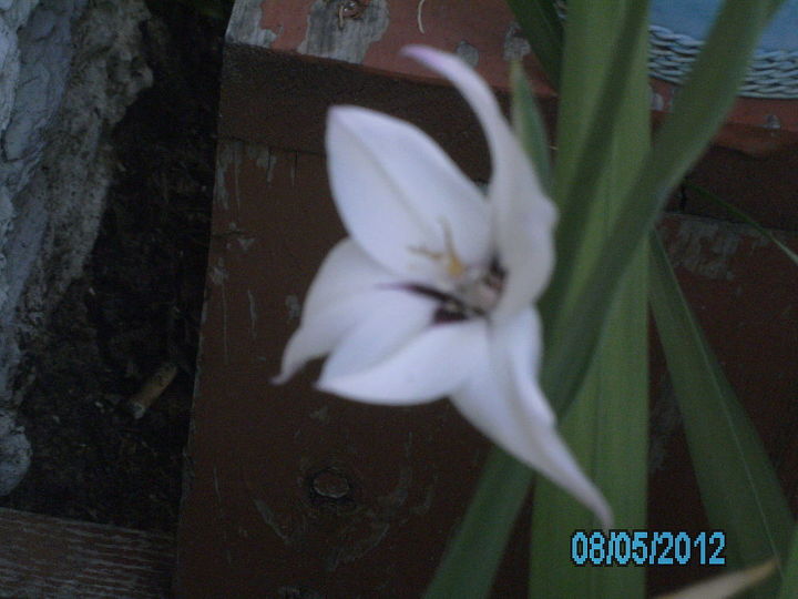 my photos are about flowers, flowers, gardening, my lilies can u ttell me why there so small