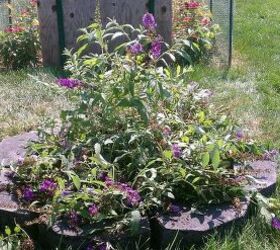 new flower garden with our new butterfly bush i got on sale, flowers, gardening, 1st view Finish last new flower bed with our new butterfly bush we got