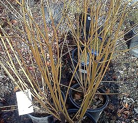 bare bones gardening, flowers, gardening, Yellow twig dogwood in all its winter glory Beautiful when planted in mass or with the Red Twig as a compliment
