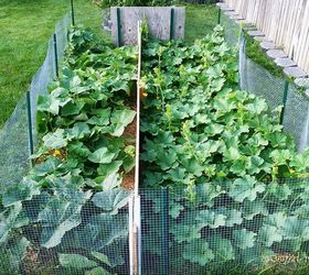 more flower veggie gardens 7 21 13, flowers, gardening, Cucumber on left gotten 5 6 with lots coming cantaloupe on right not even 1 don t get it
