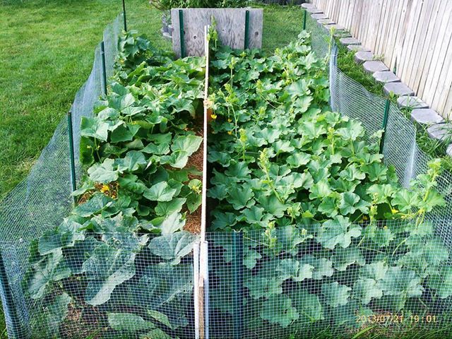 more flower veggie gardens 7 21 13, flowers, gardening, Cucumber on left gotten 5 6 with lots coming cantaloupe on right not even 1 don t get it