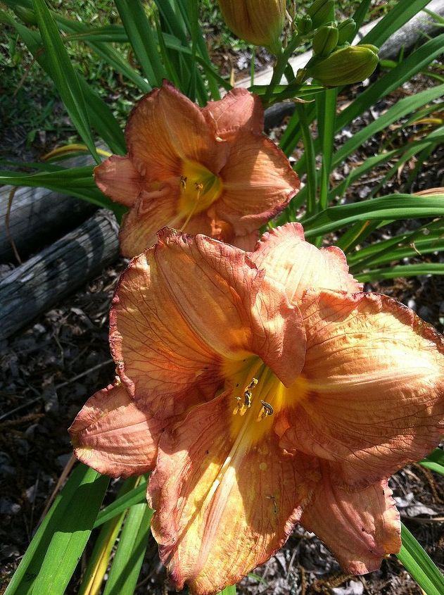 the start of the daylily blooms 2013, gardening, I made this cross too