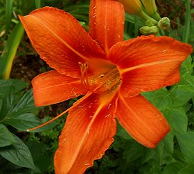 more amazing summer time flowers, flowers, gardening, Orange day lilies
