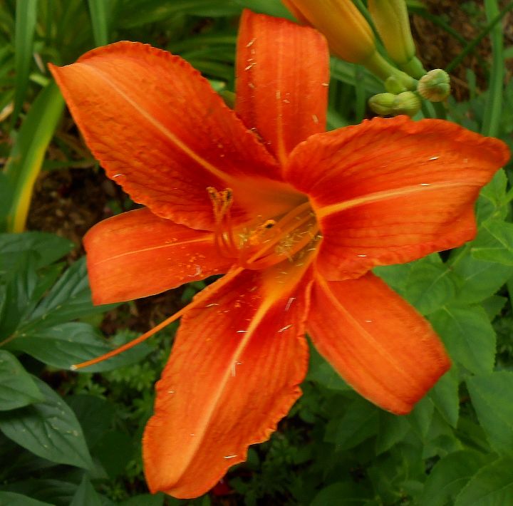more amazing summer time flowers, flowers, gardening, Orange day lilies
