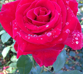 4th of july roses that speak to america, gardening, Mr Lincoln from Gaga s garden in Illinois