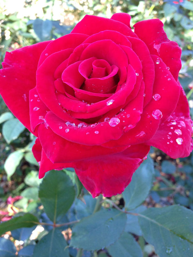 quatro de julho 39 rosas que falam da amrica, Sr Lincoln do jardim de Gaga em Illinois