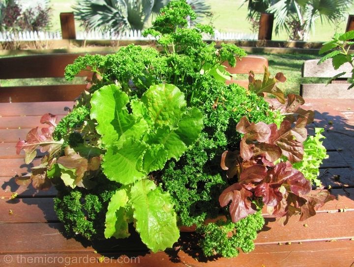 6 tips for abundant edible container gardens, container gardening, gardening, Selecting varieties that don t have to be harvested all at once like cut come again lettuces maximizes space helps shade adjoining plants reducing moisture loss and protecting them from wilting
