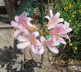 nature right in my yard, flowers, gardening, pets animals, mystery lily come every late summer