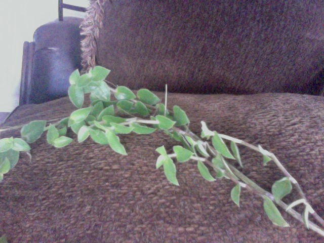what is this, flowers, gardening