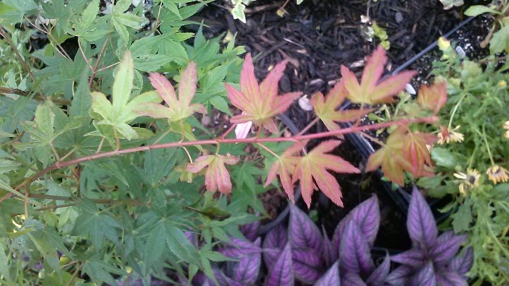 my love affair, Kotobuki