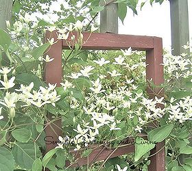 clematis confusion pruning clematis, gardening, Sweet Autumn Clematis blooms in the fall