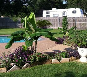 backyard flower garden, flowers, gardening, hibiscus, Banana Tree periwinkle Zinnia and Purple jue