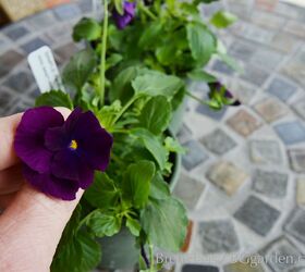 i m excited about trailing pansies, flowers, gardening, I first saw these trailing pansies at a garden show in Columbus last summer I m excited to have these PanAmSeeds in my garden this spring