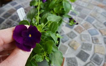 I'm Excited about Trailing Pansies