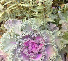 fall garden inspiration, gardening, halloween decorations, seasonal holiday d cor, Ornamental kale a must have for fall gardens