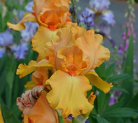 replanting my iris after dividing, gardening, Enjoy your blossoms next season