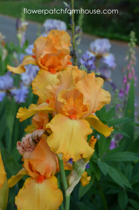 replanting my iris after dividing, gardening, Enjoy your blossoms next season