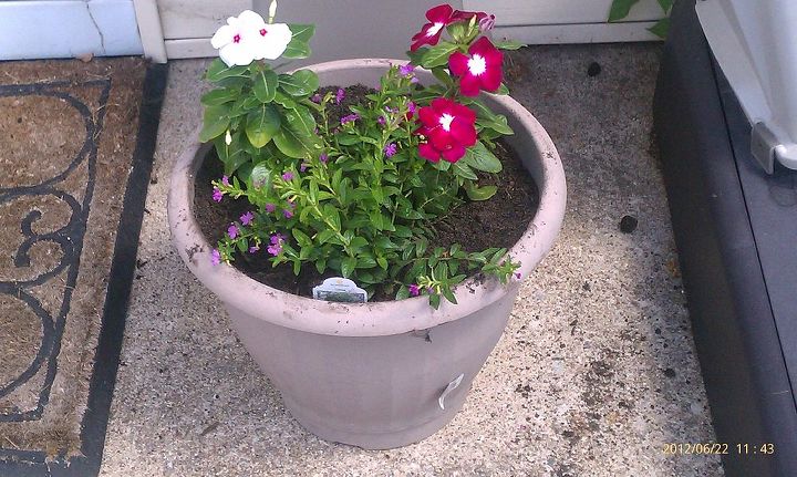 bought a couple of plants called cuphea allyson amp then put in my pots with vinca, gardening, Pot on right side of door