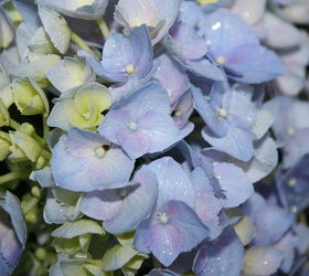 pt 3 of practically amp mostly care free flowers amp show stoppers, flowers, gardening, hydrangea, perennials, The one thing I do know about Hydrangea s for certain is that when they do flower they have such BEAUTIFUL Blooms