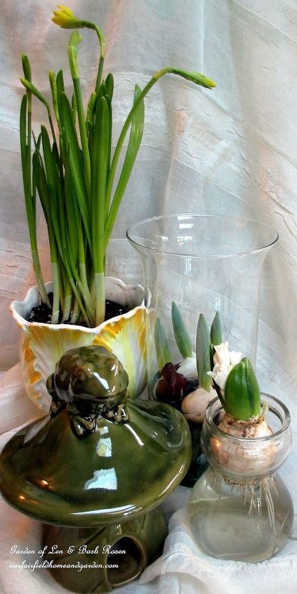 winter flowers houseplants amp bulbs, crafts, flowers, gardening, home decor, mason jars, Forced bulbs in the garden room