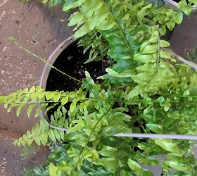 how to re pot your houseplants, gardening, Variegated Boston Fern re potted in a hanging basket