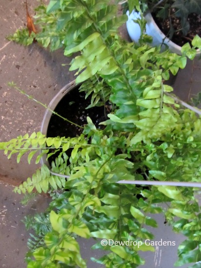como transplantar plantas de interior, Samambaia de Boston variegada repotted em uma cesta de suspens o