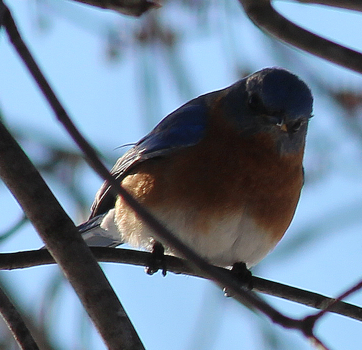 too many birds to count, pets animals, Eastern Bluebird