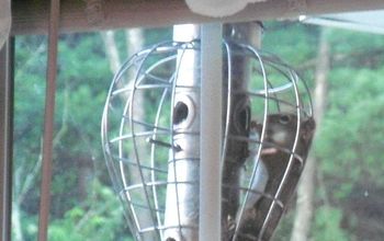 fun with our squirrel proof feeder