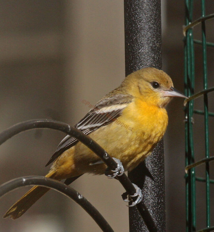 bird id needed, pets animals, Image featured with the same question on TLLG s FB Page