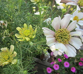 does anyone know why my cosmos have started getting small blossoms with short petals, Several of the newer blossoms are very small Hardly any petals